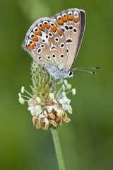 Butterfly Closeup