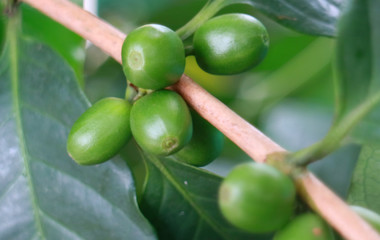 Green coffee bean on tree in Indonesia.