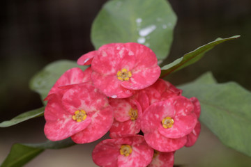 Obraz na płótnie Canvas Tropical Flower Blossom