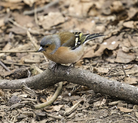 Chaffinch feeding