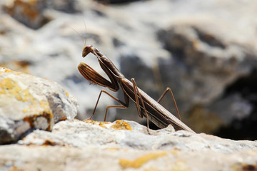 A mantis in mountains 
