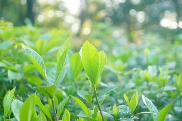 The landscape of the green plant leaves in the garden.