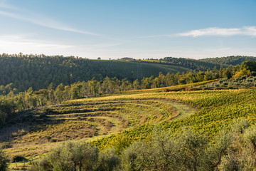 Fototapeta na wymiar intense colors and scents of autumn in the Chianti hills in Tuscany