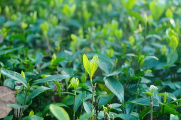 The landscape of the green plant leaves in the garden.