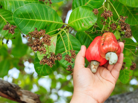 Hand harvesting Cashew fruit (Anacardium occidentale) on tree