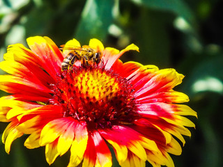 Bee on flower Gailardia