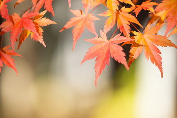 朝陽に照らされる紅葉