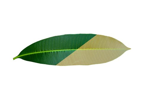 isolated green and brown leaf on white background