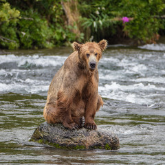 Obraz na płótnie Canvas Lonely Bear sitting on a rock in a river