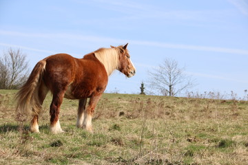 Pferd  steht auf einer Wiese am Waldrand im Frühling