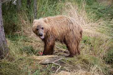 Fototapeta premium Grizzly cub eating fish