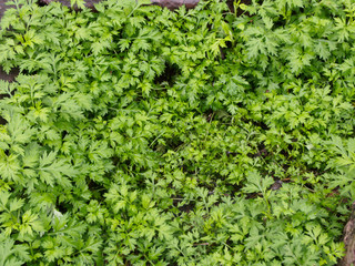 green leaf background