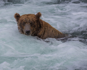 Grizzly Bear soaking in a whirlpool in a river