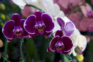 Fototapeta na wymiar fresh and beautiful Orchid