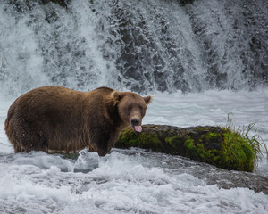 Brown Grizzly Bear in River Sticking out its tongue