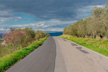 trees and houses in the green hills of Tuscany in spring
