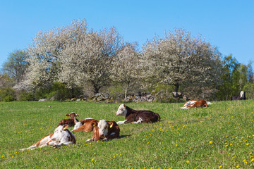 Resting calves on a meadow