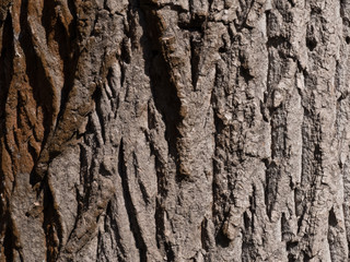 Invoice of tree bark in spring sun