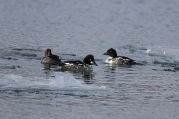 Common goldeneye birds. Two males and one female.