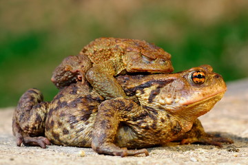 common brown toad in mating season