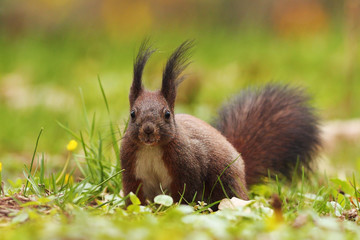 Naklejka na ściany i meble cute squirrel in the park