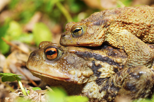 common toads mating