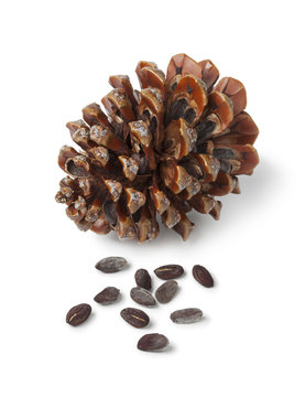 Stone pine cone and seeds