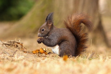 Naklejka na ściany i meble european red squirrel eating walnut