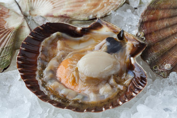  Fresh raw open scallop on ice