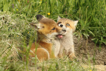 two fox cubs playing near the den