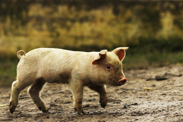young domestic pig walking on rural road