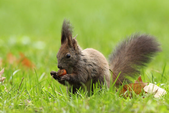 wild squirrel eating nut