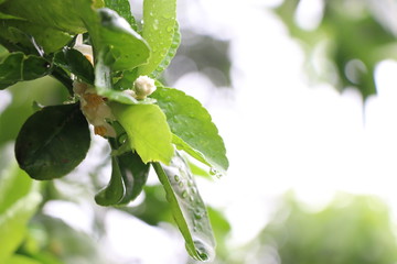 Nature leave with raindrops on tree