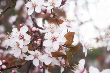 Fiori rosa di ciliegio su ramo