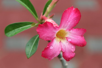 Desert rose pink flower in the garden with raindrops