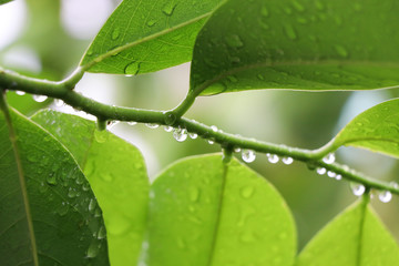 Nature leave with raindrops on tree