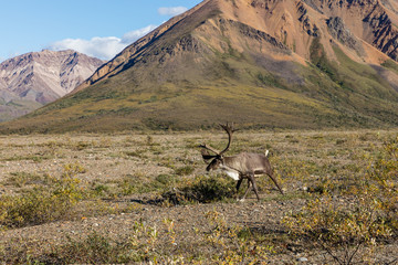 Caribou Bull in Velvet