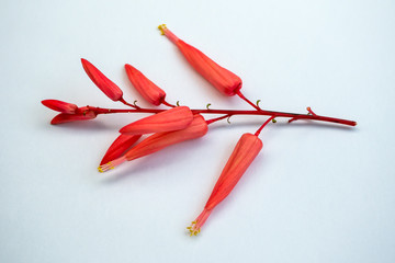 Quassia on white background.