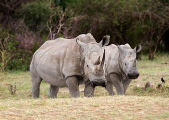 White Rhinoceros pair