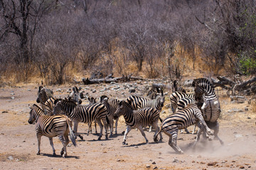 Fototapeta na wymiar A Dazzle of Zebra with in fighting