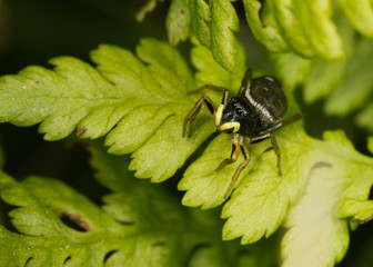 Jumping spider