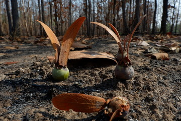 New seed in the after wildfire forest.