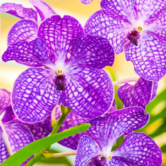 orchid - obrazy, fototapety, plakaty