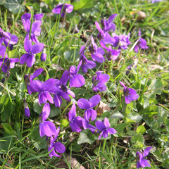 Violette illuminate dal sole in primavera