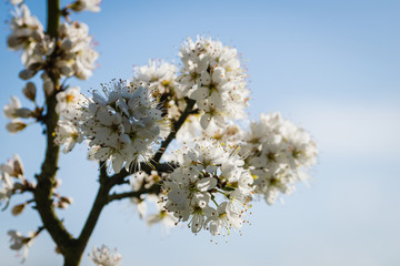 White cherry blossom on a bright spring day