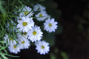 The little White flowers