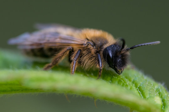 Wildlife as a honey bee rests on green leaf