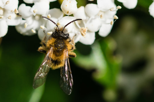 Spring time scene as honeybee collects pollen nectar from white flowers in sunshine