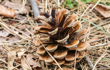 Kieferzapfen auf Waldboden