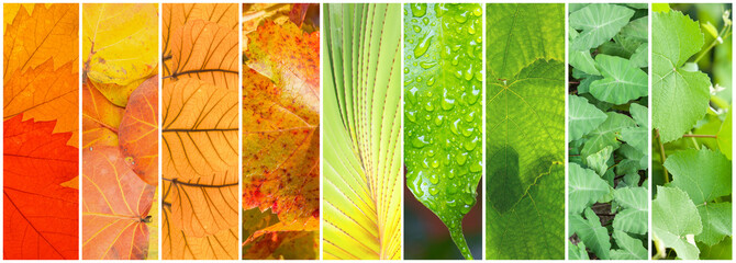 assemblage de feuilles